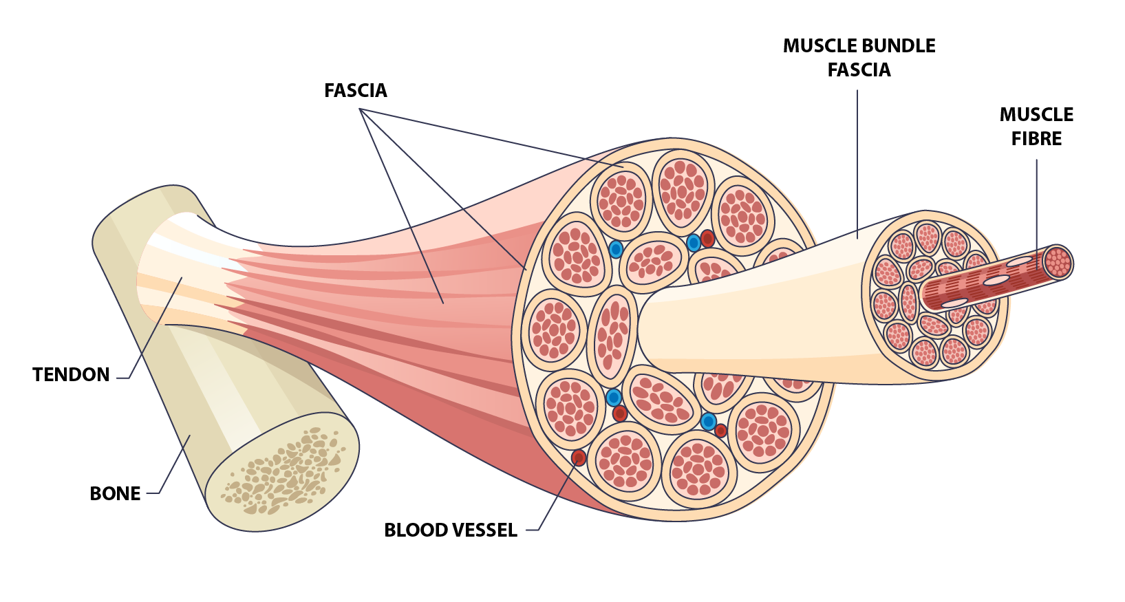 layers of fascia surrounding muscle fibers
